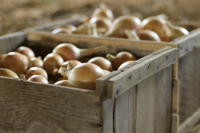 dreamy farm onions