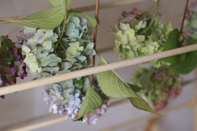 drying hydrangeas from a line on my indoor drying rack (it's raining out today)