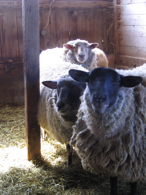 Maine Spring Sheep