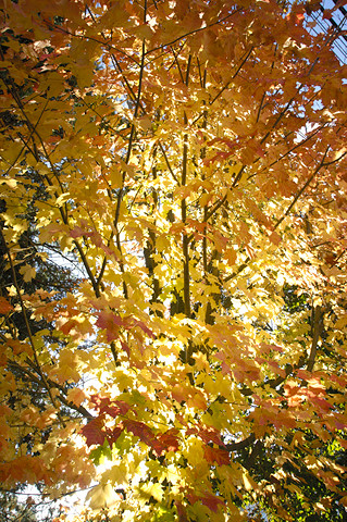 fall maple tree