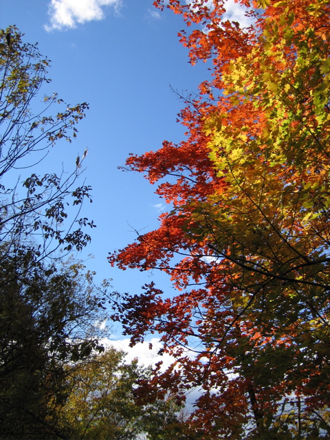 Fall trees riverside hike