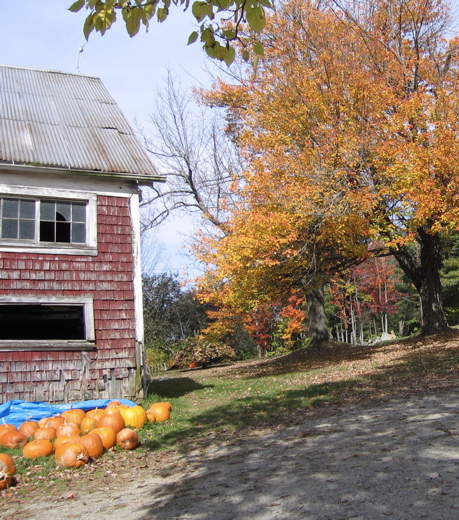 Farm pumpkins
