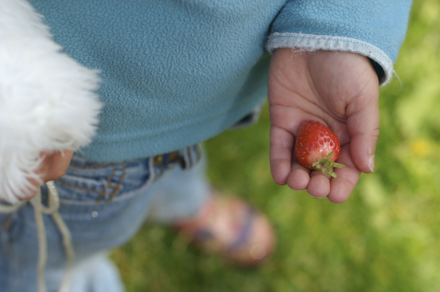 our 3rd garden strawberry