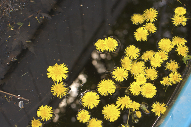 dandelions: as seen floating in our backyard "pond"