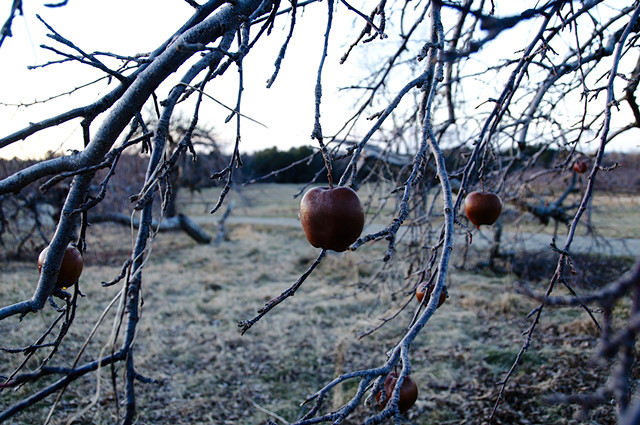 frozen winter apple