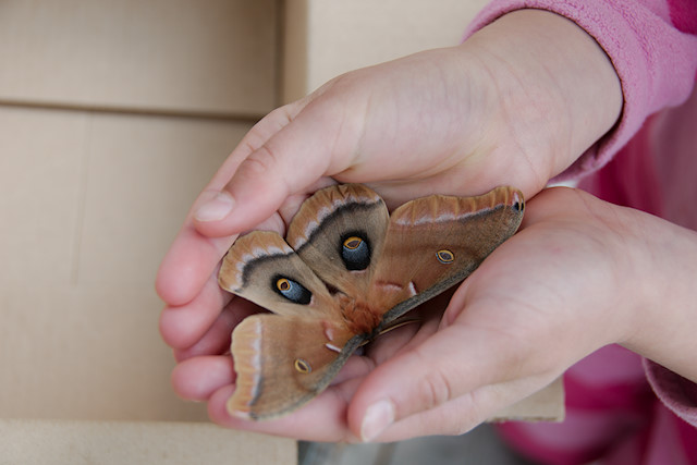 girl holding silk moth