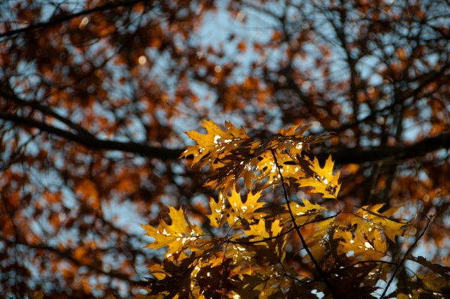 Golden Oak leaves: hike at Bates-Morse Mountain Conservation Area