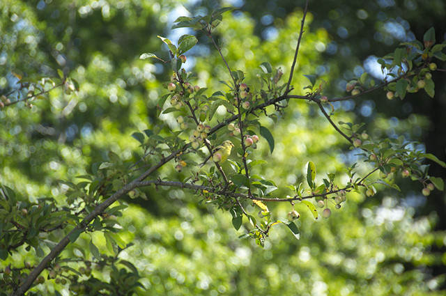 goldfinch in apple tree