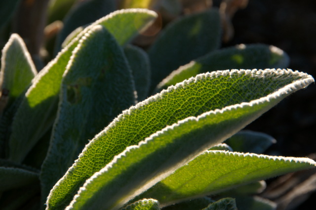 November Green Lamb's Ear