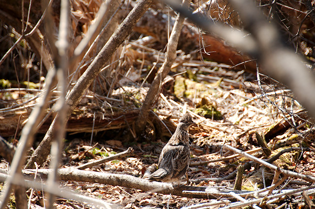 grouse