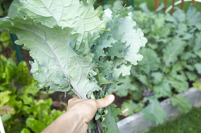 garden kale