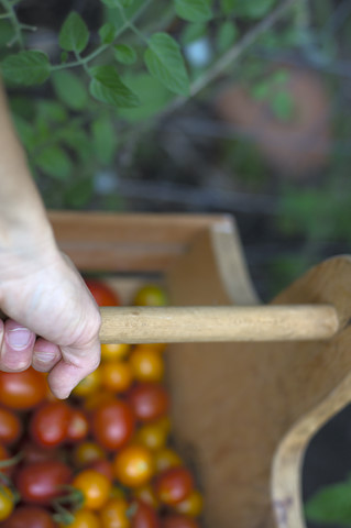 harvesting tomatoes