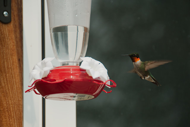 hummingbird at feeder