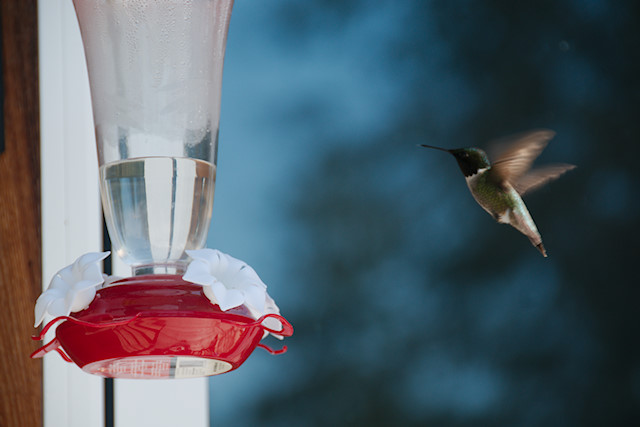 hummingbird feeder