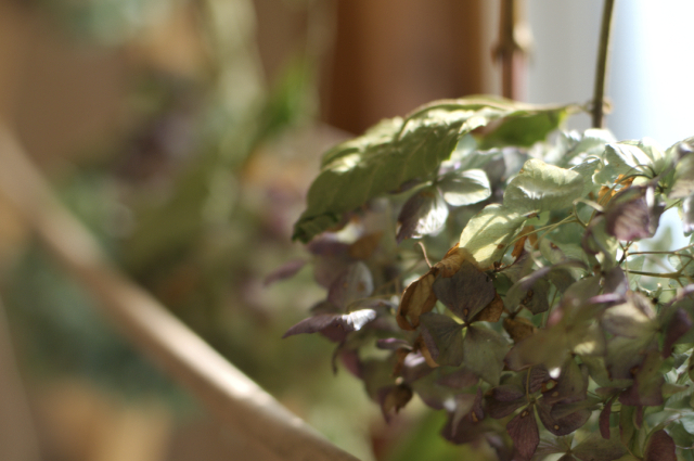 hydrangeas almost done drying in the sewing room