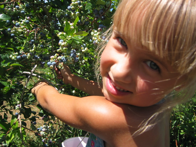 Celine picking blueberries