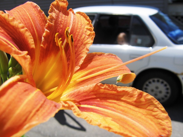 "oh, what a lovely flower" as my kids wait in the car to go to the next farm.