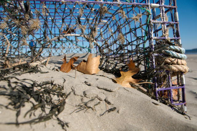 Leaves in Lobster Trap