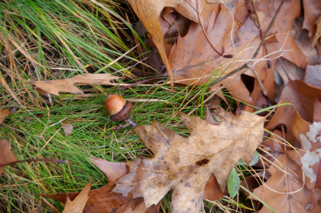 Lone Acorn : hike at Bald Pate Mountain