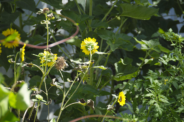 male goldfinch