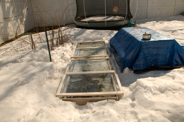 March 2009: Using our old window panes to warm up the bed for an early spring planting.