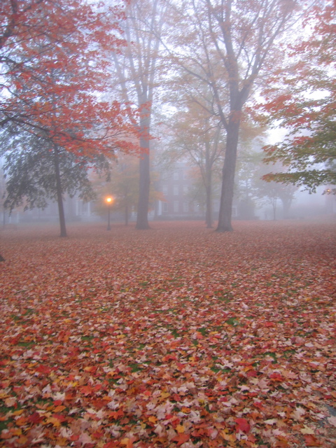 Misty Fall morning