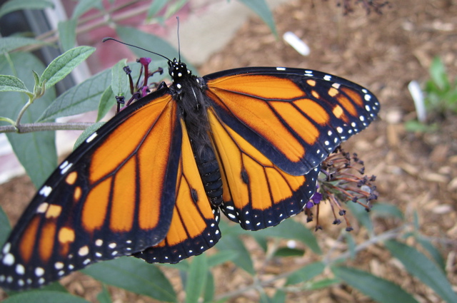 Monarch on butterfly bush