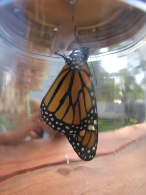 Monarch ready to release in backyard