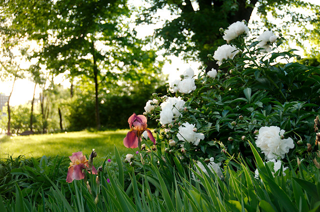 sunlit iris and peony