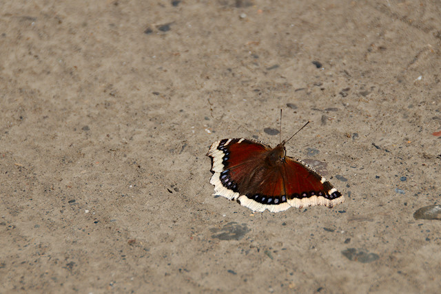 mourning cloak butterfly