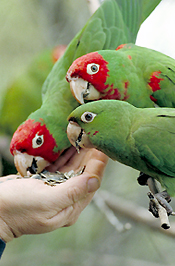 Parrots