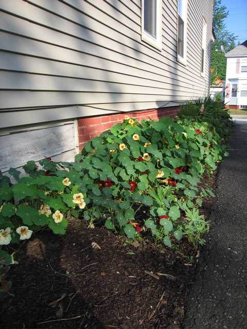 Nasturtiums in "perennial bed"