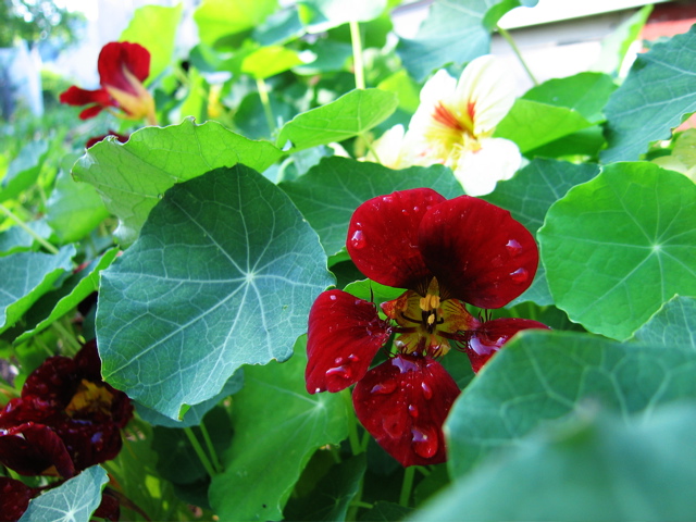 Morning Nasturtiums