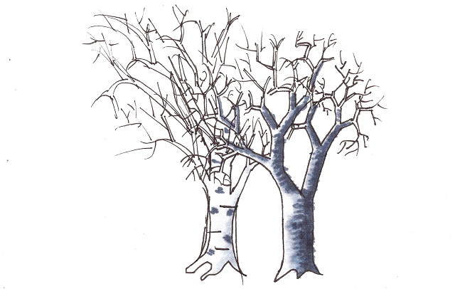 november trees sketch
