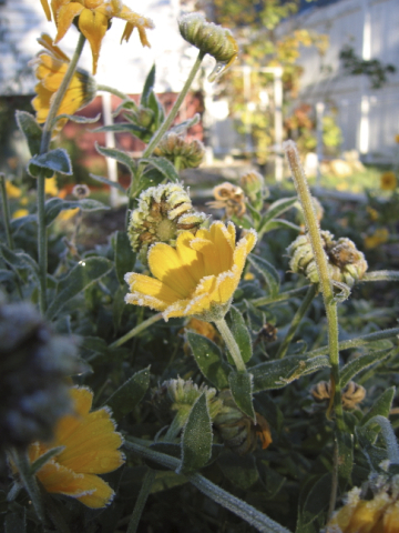 november calendula