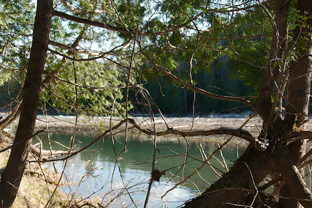 Petite Cascapedia trees