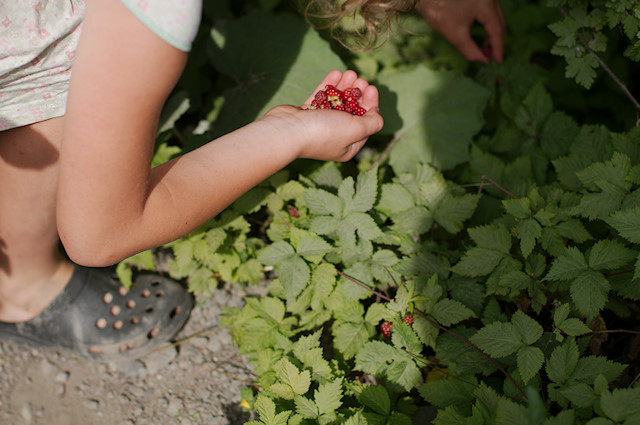 picking little raspberries