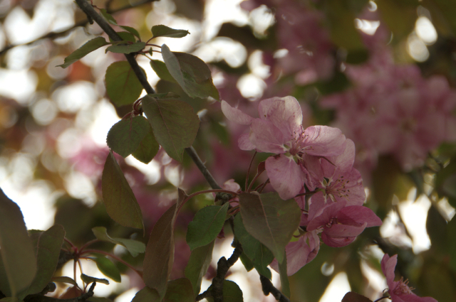 anyone know what kind of blossoms these are?