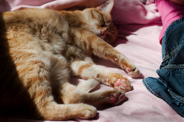 cat sleeping in the sun