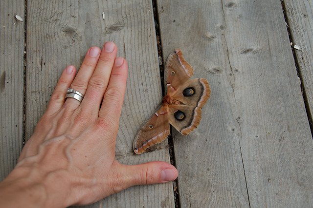 Polyphemus moth