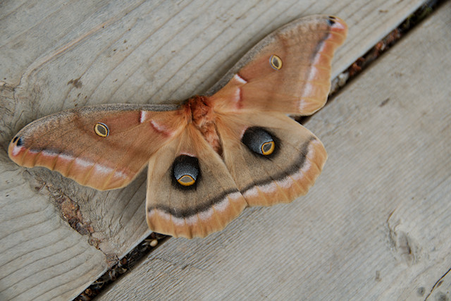 Polyphemus moth