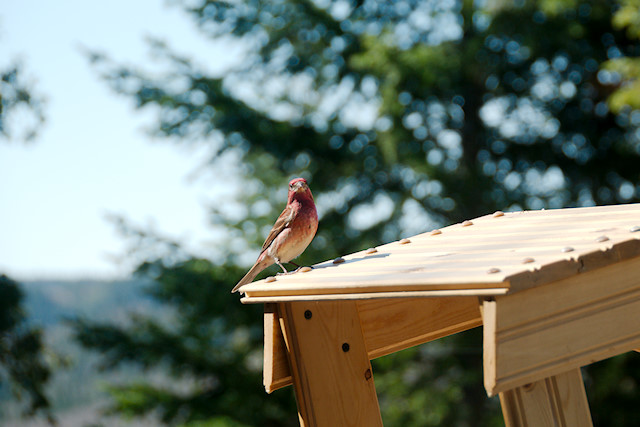 purple finch on feeder