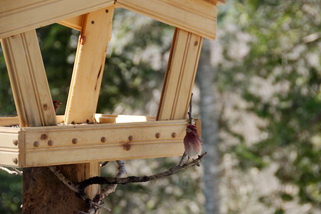 purple finch at feeder