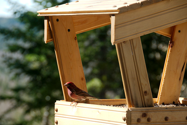 purple finch on feeder