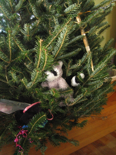 Racoon in tree