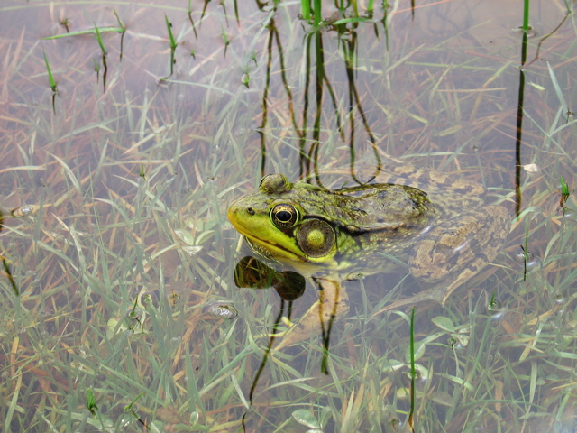 Rana catesbeiana (American Bullfrog)