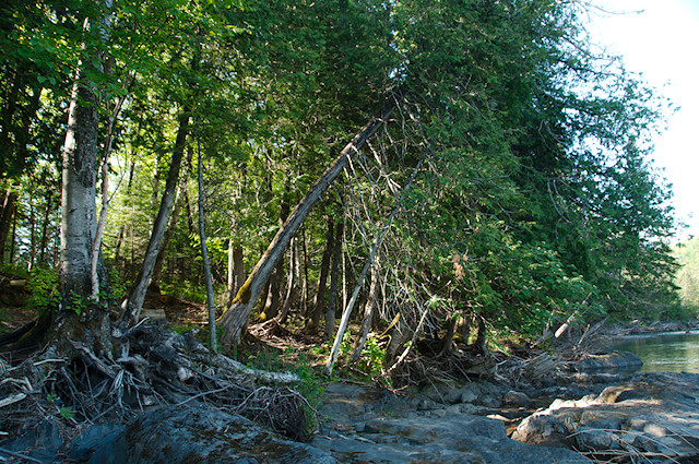 river trees