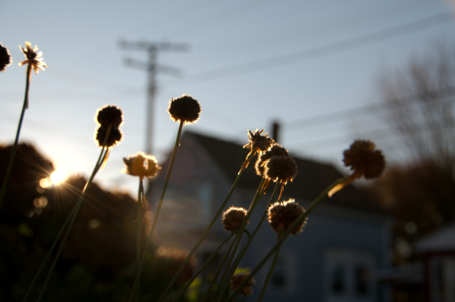 Sea Thrift in the City