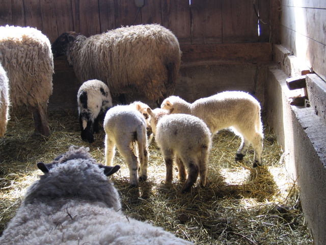Maine Spring Sheep