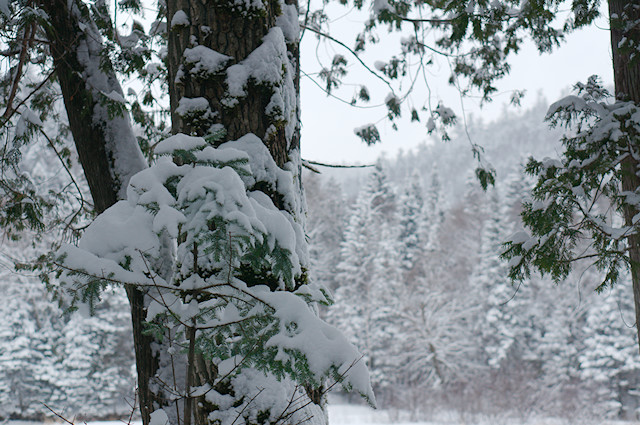 snow in petite cascapedia